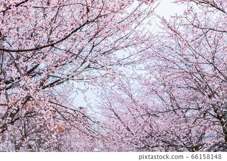 Sakura Kita-Asaba Sakuratsutsumi Park Sakura Kita-Asaba Sakuratsutsumi Park 66158148