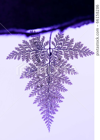 Beautiful fern purple 66158286