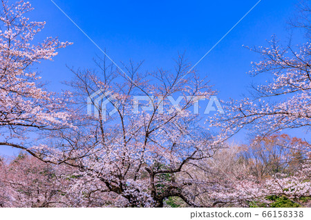 櫻桃樹 櫻桃樹 66158338