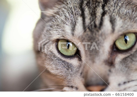 Sharp eyes, Sabatra cat 66158400