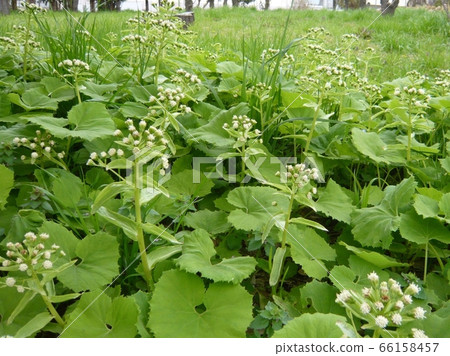 Breeding wild butterbur Breeding wild butterbur 66158457