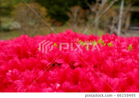Spring tree flowers: Azalea: Kirishima: Yamadaike Park 66158495