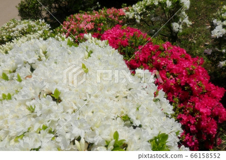 春天的樹花:杜鵑花:霧島:山田池公園 春天的樹花:杜鵑花:霧島:山田池公園 66158552
