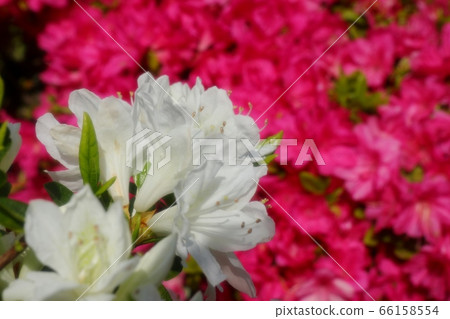 春天的樹花:杜鵑花:霧島:山田池公園 春天的樹花:杜鵑花:霧島:山田池公園 66158554