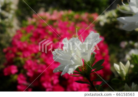 春天的樹花:杜鵑花:霧島:山田池公園 春天的樹花:杜鵑花:霧島:山田池公園 66158563