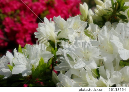 春天的樹花：杜鵑花：霧島：山田池公園 66158564