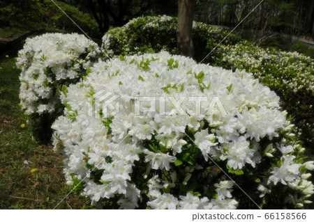 春天的樹花:杜鵑花:霧島:山田池公園 春天的樹花:杜鵑花:霧島:山田池公園 66158566