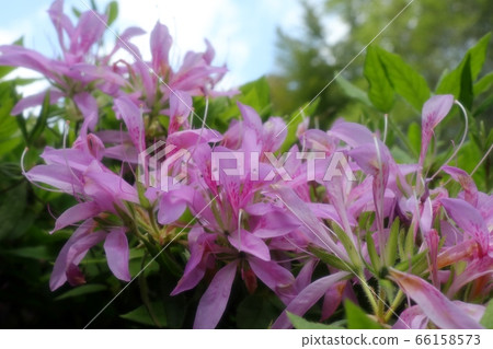 Spring tree flowers: Azalea: Hanaguruma: Yamadaike Park 66158573