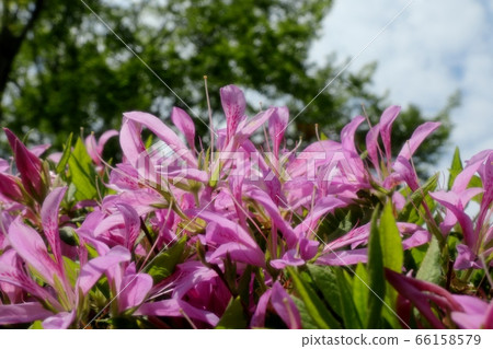 春天的樹上的花:杜鵑花:花ag沼:山田池公園 春天的樹上的花:杜鵑花:花ag沼:山田池公園 66158579