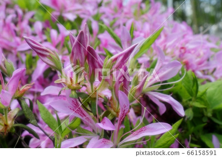 Spring tree flowers: Azalea: Hanaguruma: Yamadaike Park Spring tree flowers: Azalea: Hanaguruma: Yamadaike Park 66158591