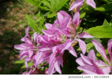 Spring tree flowers: Azalea: Hanaguruma: Yamadaike Park 66158604