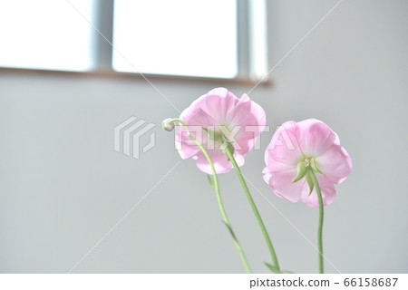 Flower ranunculus by the window Flower ranunculus by the window 66158687