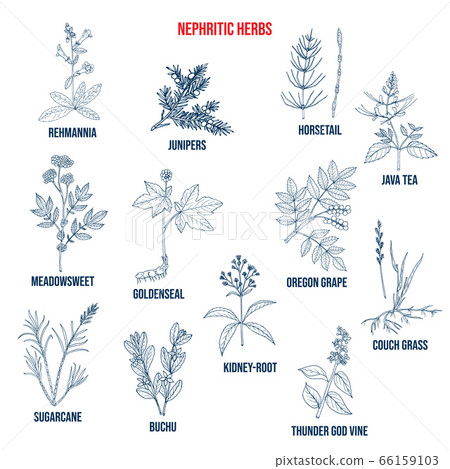 Nephritic herbs for kidney disease, natural botanical set Nephritic herbs for kidney disease, natural botanical set 66159103