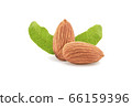 Almonds isolated on white. 66159396