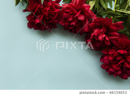 Peony flowers border on pastel blue background Peony flowers border on pastel blue background 66159853