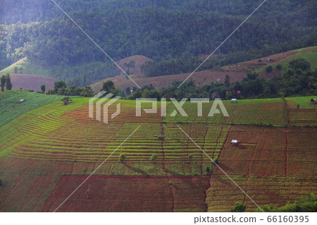 Rice fields on terraced at Chiang Mai, Thailand Rice fields on terraced at Chiang Mai, Thailand 66160395