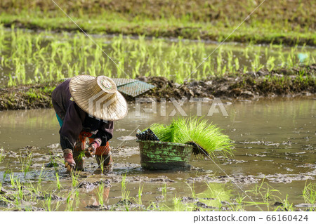 Asian farmer transplant rice seedlings in rice Asian farmer transplant rice seedlings in rice 66160424