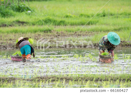 Asian farmer transplant rice seedlings in rice Asian farmer transplant rice seedlings in rice 66160427