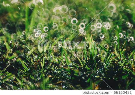 Nature green grass with bokeh background. Nature green grass with bokeh background. 66160451