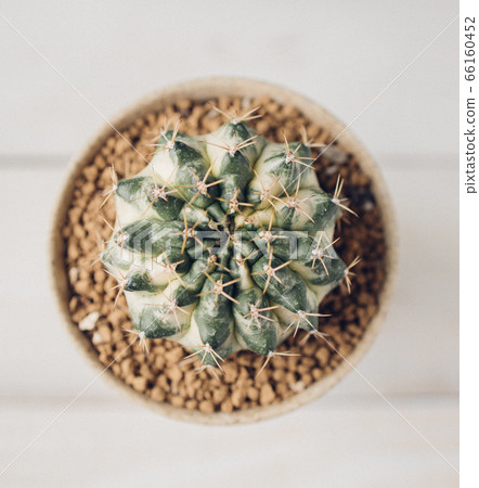 Beautiful Colourful cactus Gymnocalycium Beautiful Colourful cactus Gymnocalycium 66160452