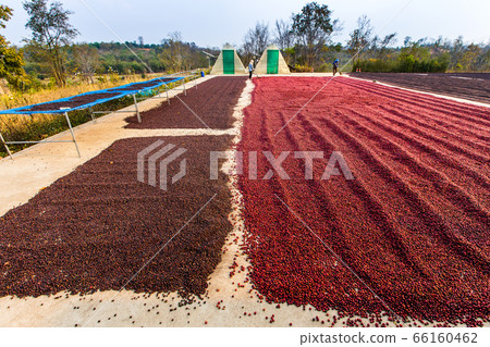 Coffee beans drying in the sun. Coffee plantations 66160462