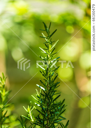 Fresh Rosemary Herb grow outdoor. Rosemary leaves 66160479
