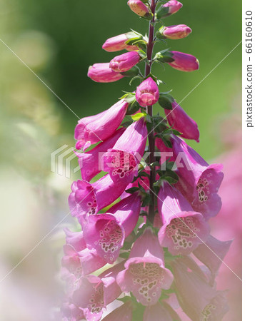 Digitalis _Japanese name (fox gloves) 66160610