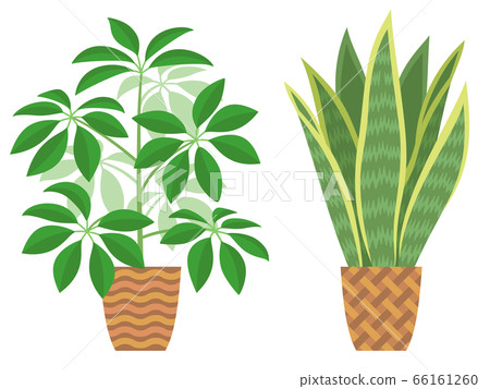虎尾蘭和Chefrelera的花盆的插圖 66161260
