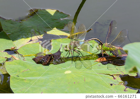 Water lily leaf and dragonfly early summer Water lily leaf and dragonfly early summer 66161271