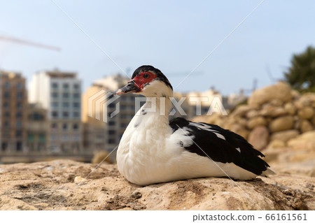 Bariken in the Republic of Malta 66161561