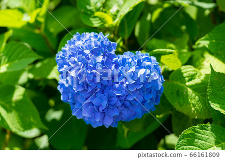 心形繡球花 心形繡球花 66161809