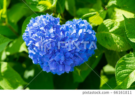 Heart shaped hydrangea Heart shaped hydrangea 66161811