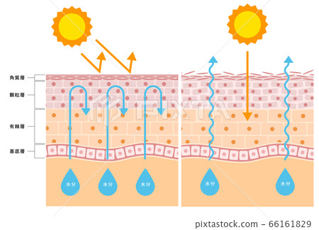 皮膚結構的插圖 66161829