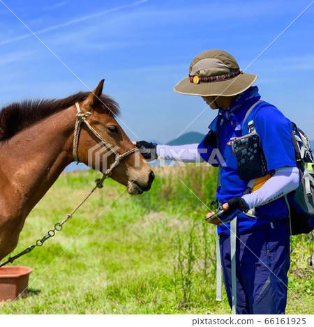 Travel_horse 66161925