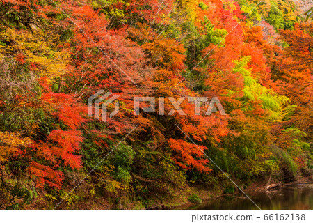 （千葉縣）Boso Yoro山谷的秋葉 66162138