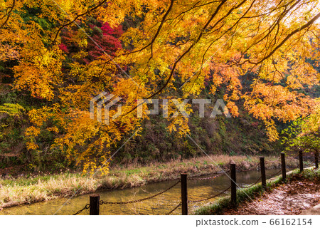 (Chiba Prefecture) Autumn leaves of Boso Yoro Valley (Chiba Prefecture) Autumn leaves of Boso Yoro Valley 66162154