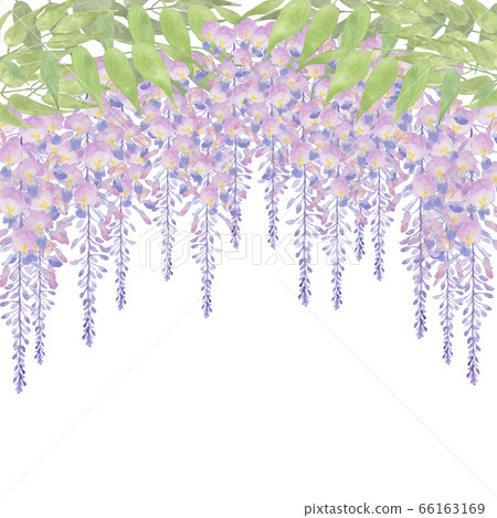 紫藤花手繪水彩畫 66163169