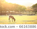 朝日奈良公園 66163886