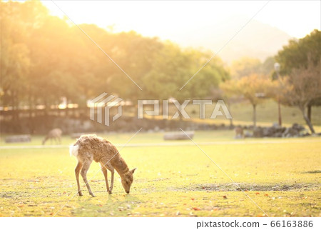 朝日奈良公園 66163886
