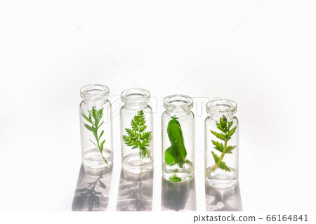 Medical herbs and plants in laboratory glass bottles on white background Medical herbs and plants in laboratory glass bottles on white background 66164841
