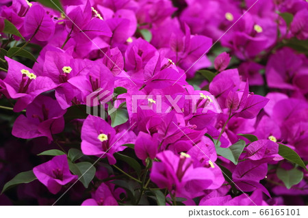 九重葛花 九重葛花 66165101