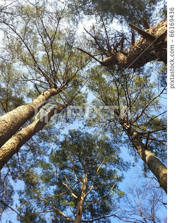 Green pines of the four seasons, red maple leaves, know the hard journey Green pines of the four seasons, red maple leaves, know the hard journey 66169436