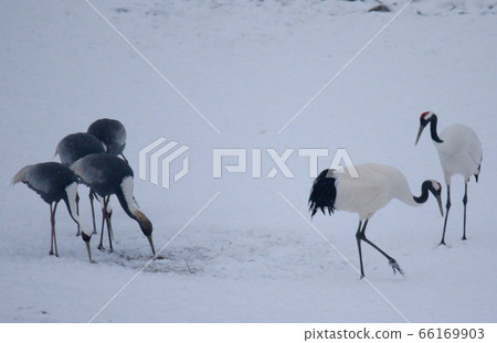 丹頂鶴,天然紀念物,自信,天團和平鎮,非軍事區,藻類,野生 丹頂鶴,天然紀念物,自信,天團和平鎮,非軍事區,藻類,野生 66169903
