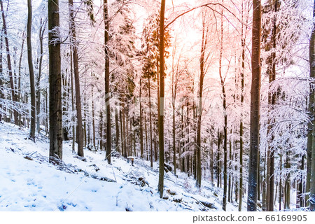Winter forest scenery. Coniferous trees covered by snow and illuminated by evening sunset Winter forest scenery. Coniferous trees covered by snow and illuminated by evening sunset 66169905