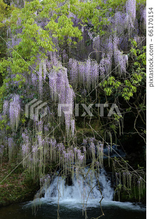 Wisteria of consistent fields 66170154