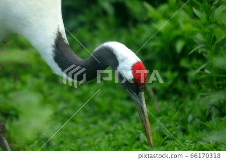 Red-crowned crane, natural monument, assertiveness, Cheorwon Peace Town, Demilitarized Zone, algae, wild Red-crowned crane, natural monument, assertiveness, Cheorwon Peace Town, Demilitarized Zone, algae, wild 66170318