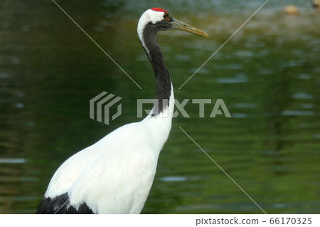 Red-crowned crane, natural monument, assertiveness, Cheorwon Peace Town, Demilitarized Zone, algae, wild Red-crowned crane, natural monument, assertiveness, Cheorwon Peace Town, Demilitarized Zone, algae, wild 66170325
