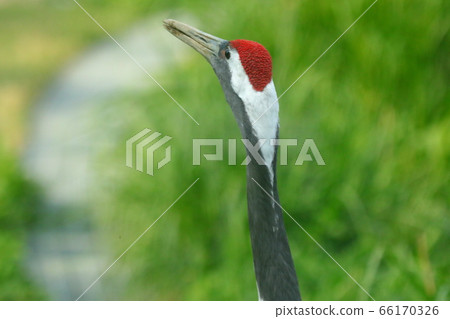 Red-crowned crane, natural monument, assertiveness, Cheorwon Peace Town, Demilitarized Zone, algae, wild Red-crowned crane, natural monument, assertiveness, Cheorwon Peace Town, Demilitarized Zone, algae, wild 66170326
