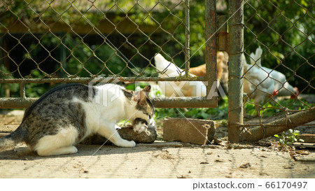 Tabby cat small blind newborn kitten in the yard in the village. Cat carries a kitten closed eyes in his mouth snout. Hen grass grass fodder food, cute pup whelp whelping baby babies, female mother Tabby cat small blind newborn kitten in the yard in the village. Cat carries a kitten closed eyes in his mouth snout. Hen grass grass fodder food, cute pup whelp whelping baby babies, female mother 66170497