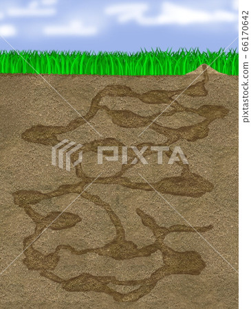 Illustration Cross section of ant nest (only nest) Illustration Cross section of ant nest (only nest) 66170642